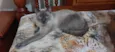 Léo