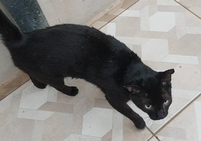 Gato ra a SRD idade 3 anos nome SALÉM