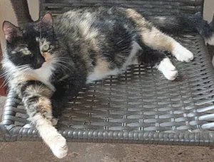 Gato raça SRD idade 2 anos nome Sansa