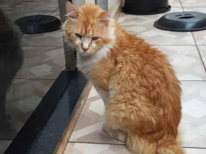 Gato raça SRD idade 6 ou mais anos nome Leon