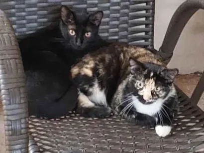Gato raça SRD idade 7 a 11 meses nome Aurora e Estelar