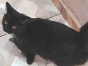 Gato raça SRD idade 7 a 11 meses nome Ravena