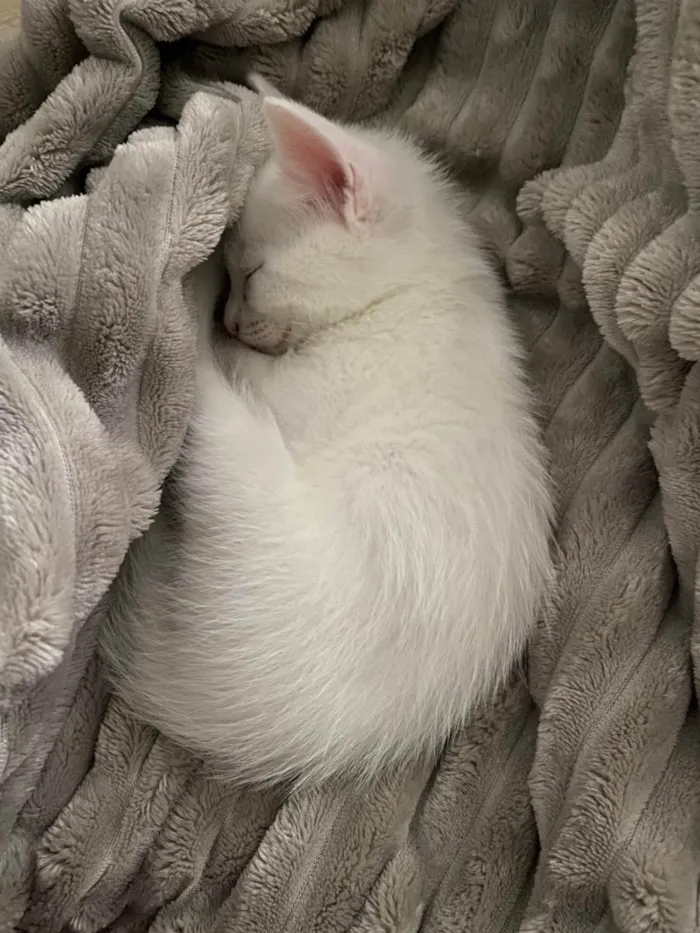 Gato ra a  idade Abaixo de 2 meses nome Tico