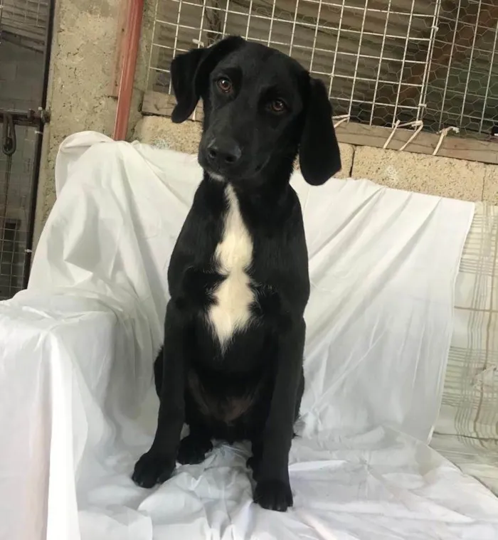 Cachorro raça SRD idade 7 a 11 meses nome Orégano