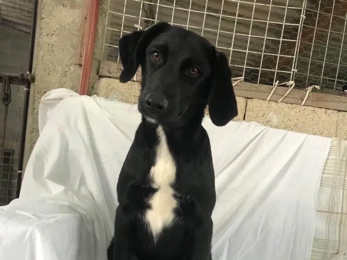 Cachorro raça SRD idade 7 a 11 meses nome Orégano