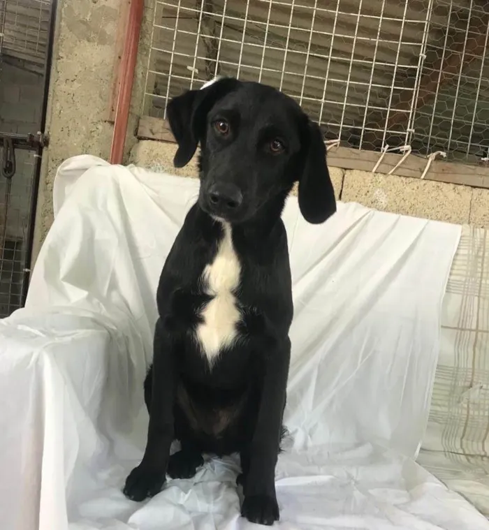 Cachorro raça SRD idade 7 a 11 meses nome Orégano