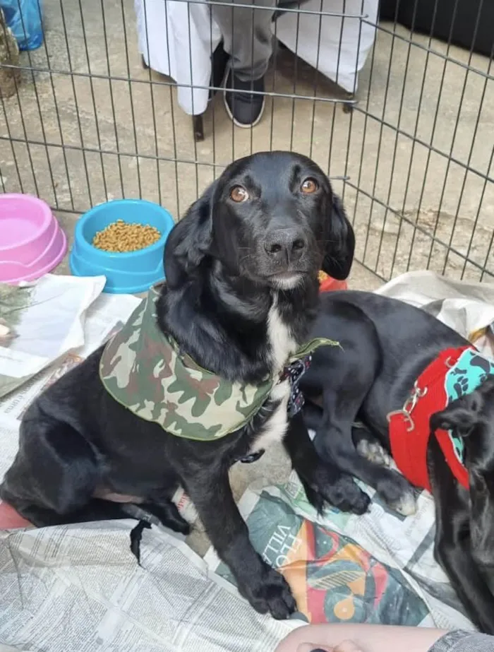 Cachorro raça SRD idade 7 a 11 meses nome Orégano