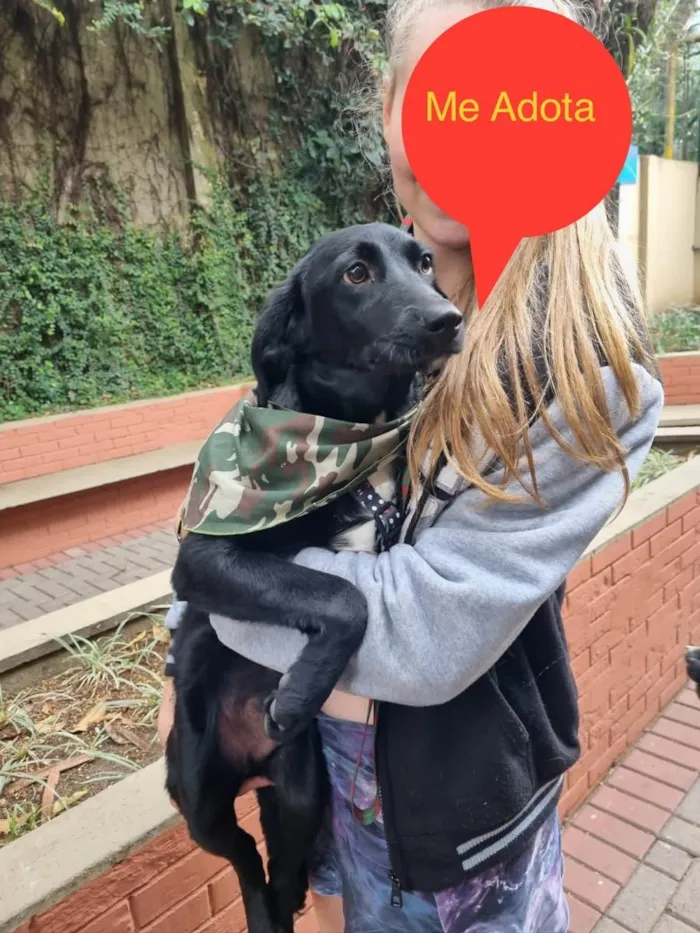 Cachorro raça SRD idade 7 a 11 meses nome Orégano