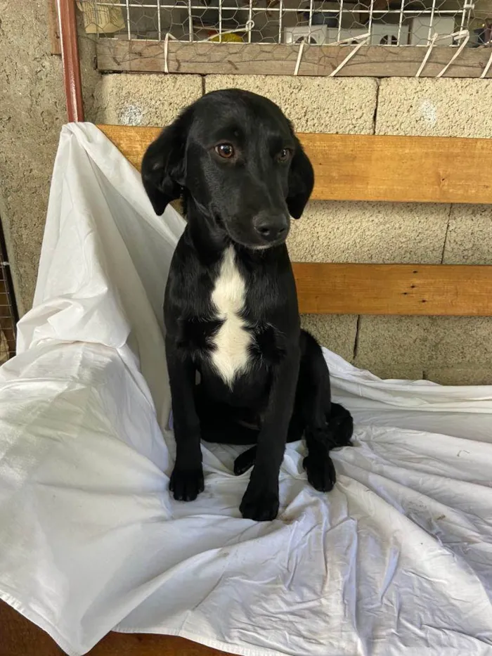 Cachorro raça SRD idade 7 a 11 meses nome Orégano