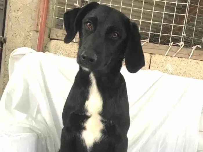 Cachorro raça SRD idade 7 a 11 meses nome Orégano