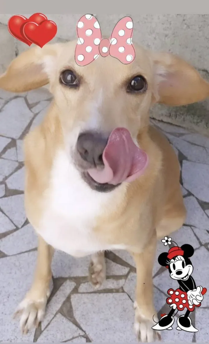 Cachorro ra a Sdr idade 2 anos nome MAYA
