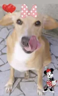 MAYA