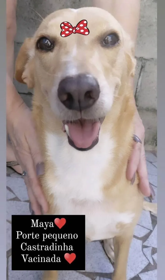 Cachorro ra a Sdr idade 2 anos nome MAYA