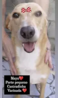 MAYA