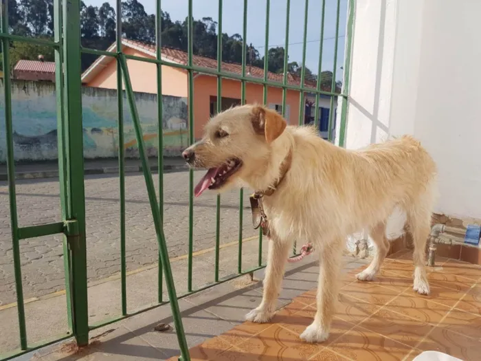 Cachorro ra a SRD idade 2 anos nome Pepeu