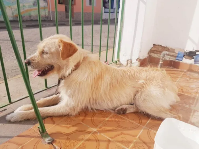 Cachorro ra a SRD idade 2 anos nome Pepeu