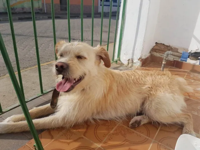 Cachorro ra a SRD idade 2 anos nome Pepeu