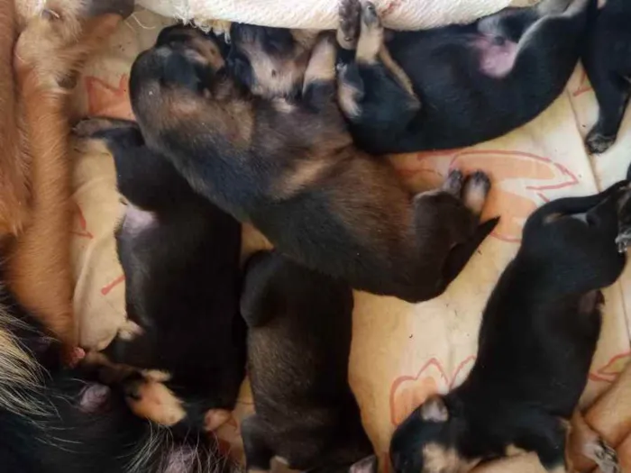 Cachorro ra a Raça indefinida idade Abaixo de 2 meses nome Sem nome 