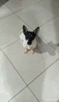 Mili