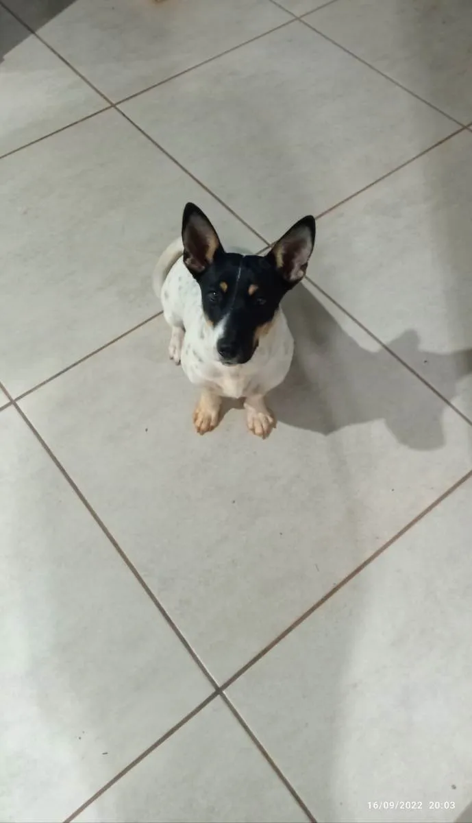 Cachorro ra a A mãe da é uma fox paulistinha idade 2 a 6 meses nome Mili