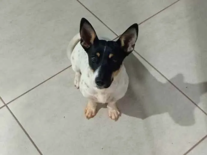 Cachorro ra a A mãe da é uma fox paulistinha idade 2 a 6 meses nome Mili
