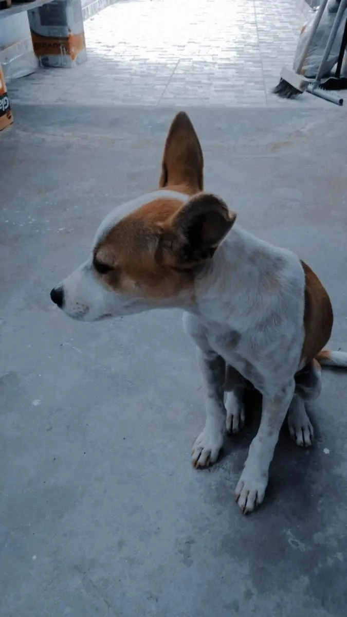 Cachorro ra a Vira lata idade 2 a 6 meses nome Mel