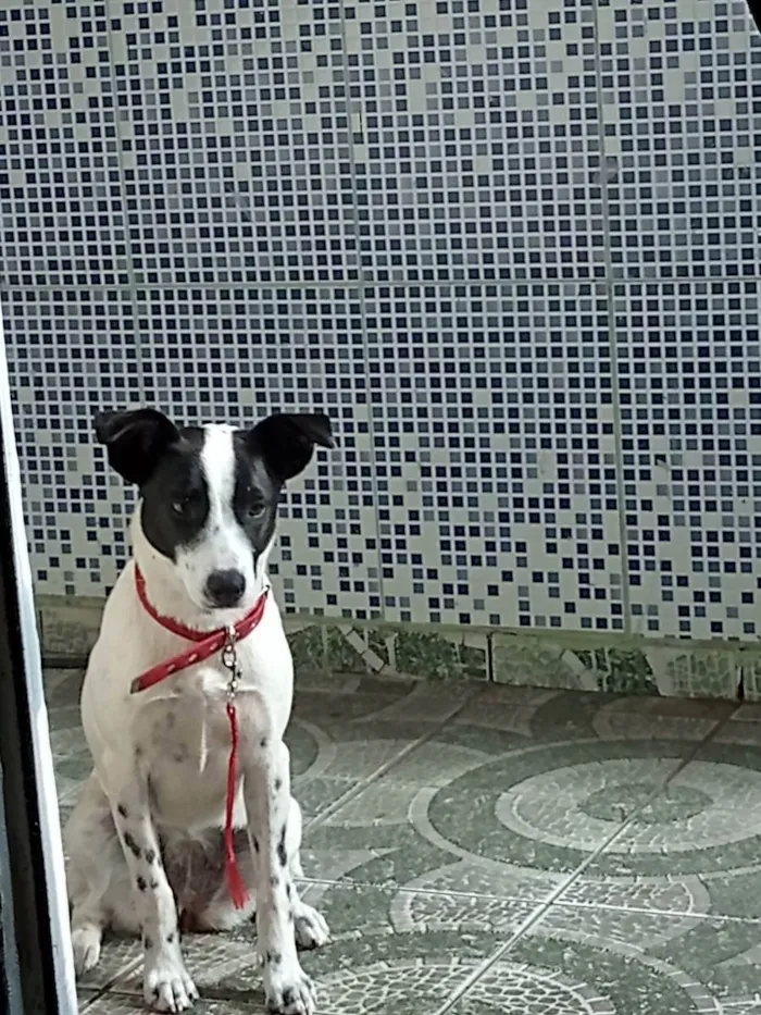 Cachorro ra a Não sei  idade 7 a 11 meses nome Mel (nome improvisad