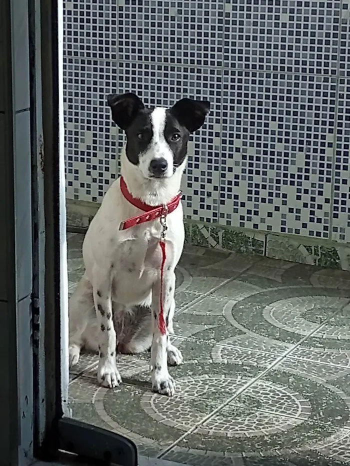 Cachorro ra a Não sei  idade 7 a 11 meses nome Mel (nome improvisad
