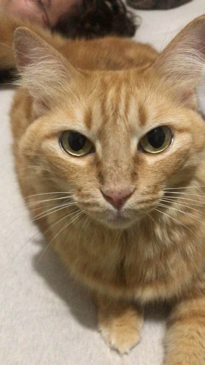 Gato ra a  idade 2 anos nome Lôra
