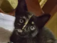 Júlia 