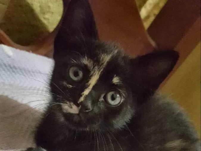 Gato ra a Tricolor  idade 2 a 6 meses nome Júlia 