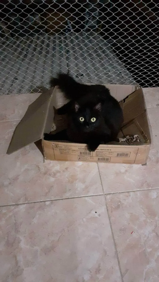 Gato ra a Siamesas  idade 5 anos nome Preta e Pano de chão