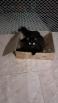 Preta e Pano de chão