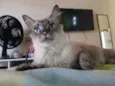 Preta e Pano de chão