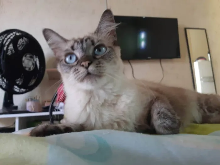 Gato ra a Siamesas  idade 5 anos nome Preta e Pano de chão