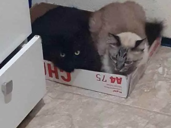 Gato ra a Siamesas  idade 5 anos nome Preta e Pano de chão