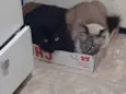 Preta e Pano de chão