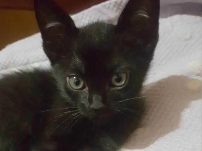 Gato ra a  idade 2 a 6 meses nome Chocolate 