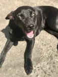 Cachorro raça  idade 1 ano nome Ágatha 
