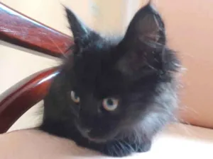 Gato raça SRD idade 2 a 6 meses nome sem nome