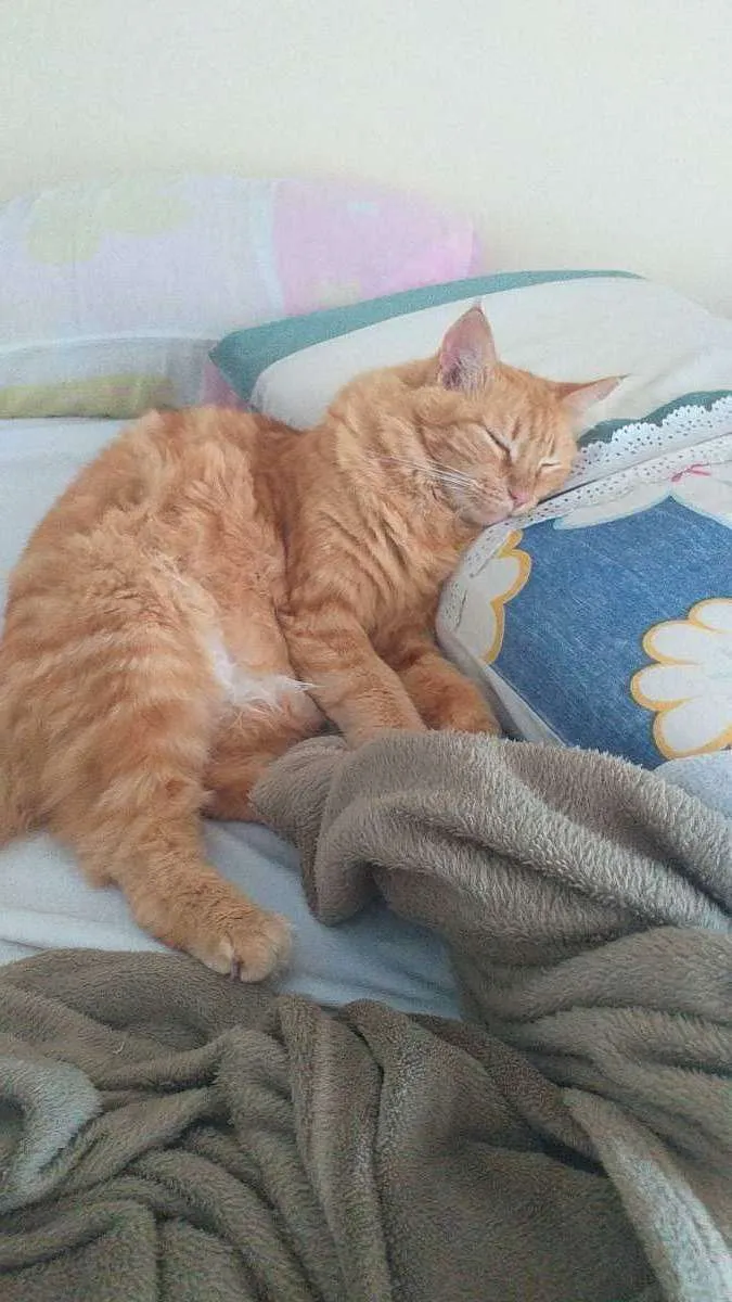 Gato ra a  idade 2 anos nome Lôra