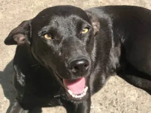 Cachorro raça  idade 1 ano nome Ágatha 
