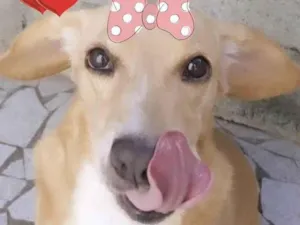 Cachorro raça Sdr idade 2 anos nome MAYA