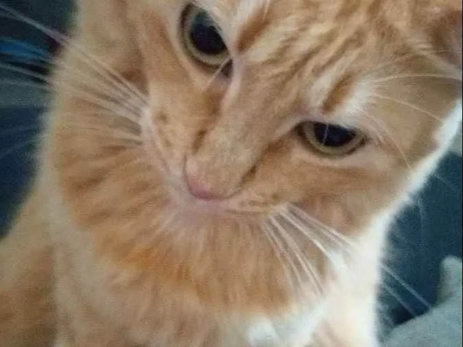 Gato ra a  idade 2 anos nome Lôra