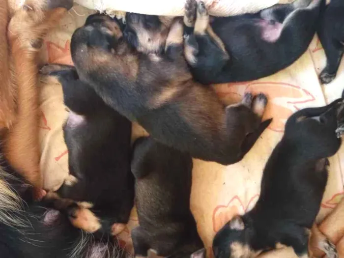 Cachorro ra a Raça indefinida idade Abaixo de 2 meses nome Sem nome 
