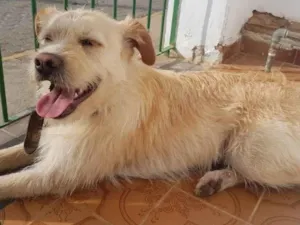 Cachorro raça SRD idade 2 anos nome Pepeu