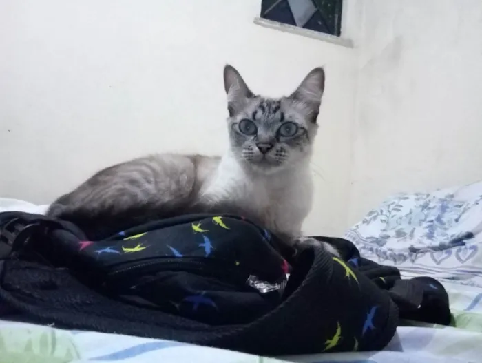 Gato ra a Siamesas  idade 5 anos nome Preta e Pano de chão