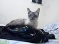 Preta e Pano de chão
