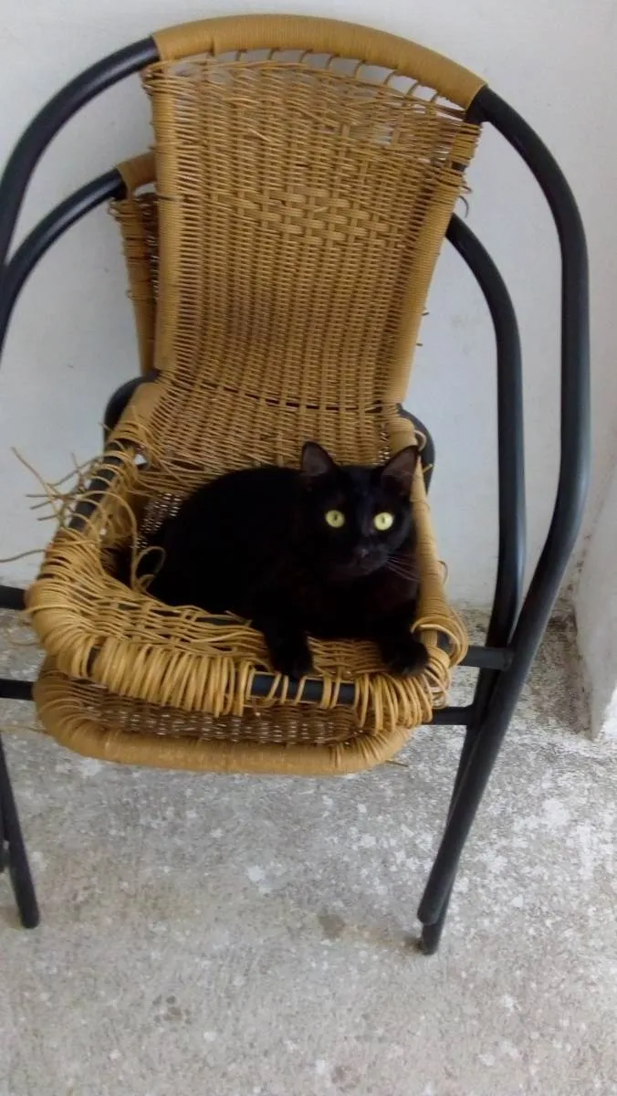 Gato ra a Siamesas  idade 5 anos nome Preta e Pano de chão