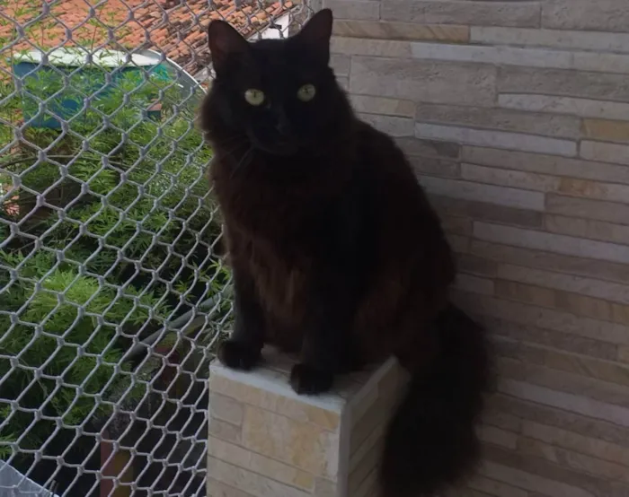 Gato ra a Siamesas  idade 5 anos nome Preta e Pano de chão